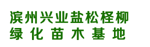 滨州盐松柽柳苗木基地