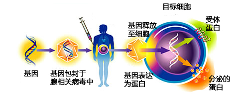 开启基因治疗新篇章