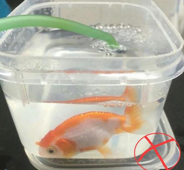 金鱼损失机制有哪些
