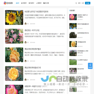月季苗木批发基地